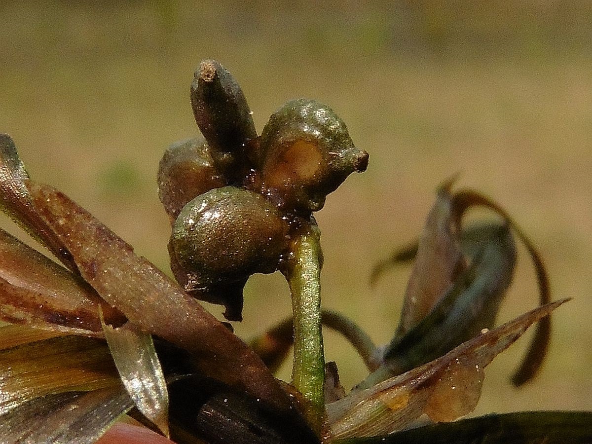 Potamogeton acutifolius (door Hanneke Waller)