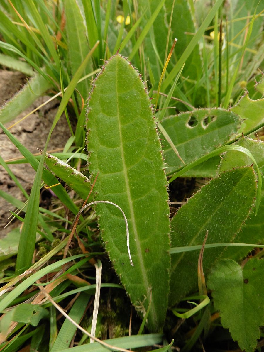 Cirsium dissectum (door Hanneke Waller)