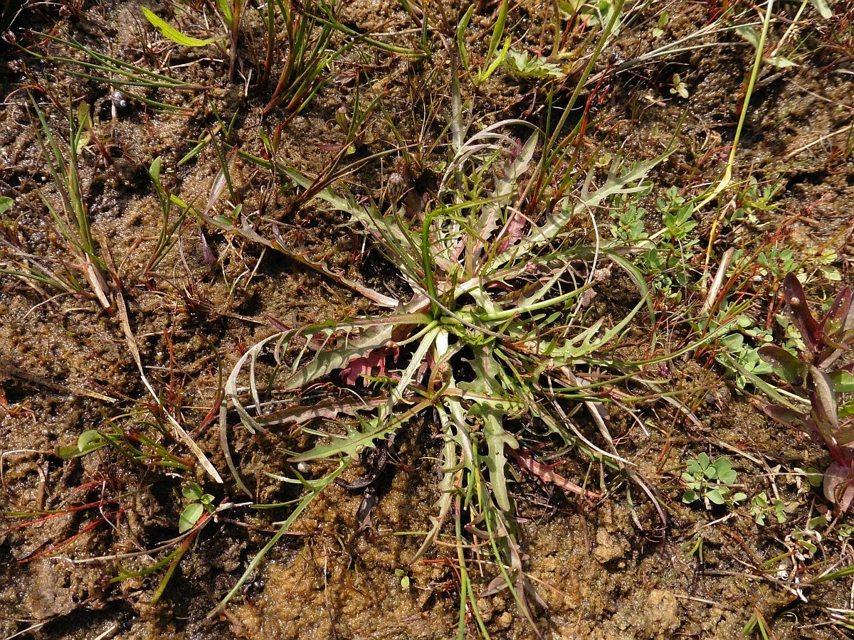 Scorzoneroides autumnalis (door Hanneke Waller)