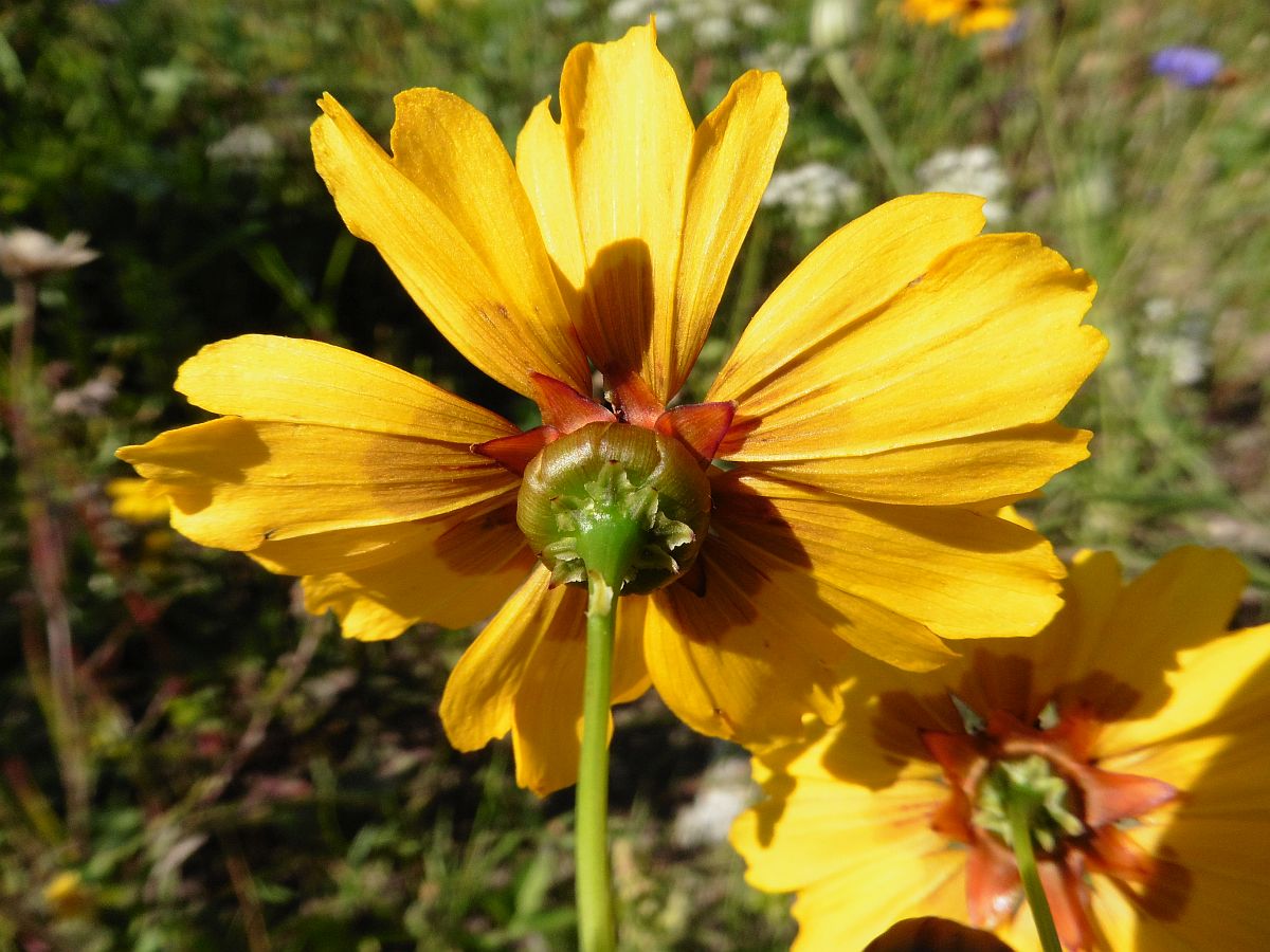 Coreopsis tinctoria (door Hanneke Waller)