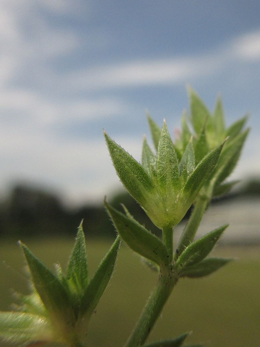 Sherardia arvensis (door Hanneke Waller)