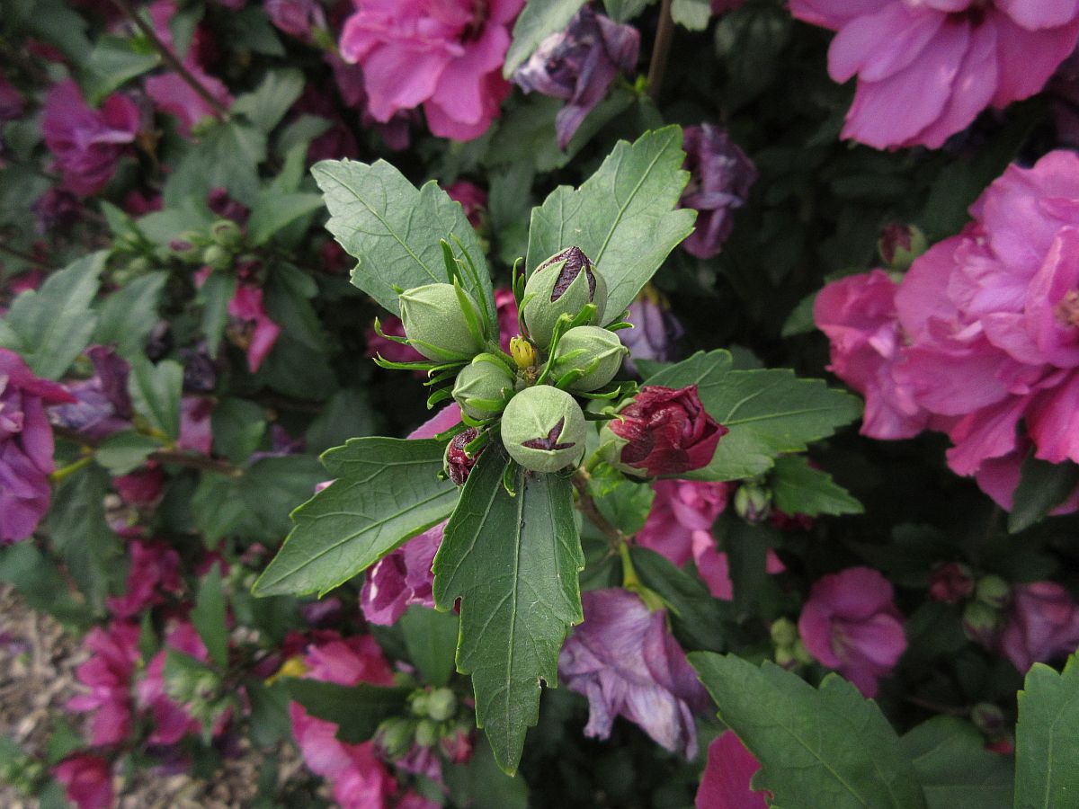 Hibiscus syriacus (door Hanneke Waller)