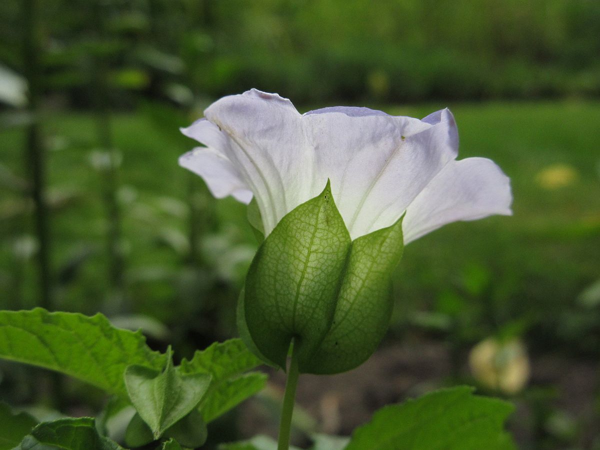 Nicandra physalodes (door Hanneke Waller)