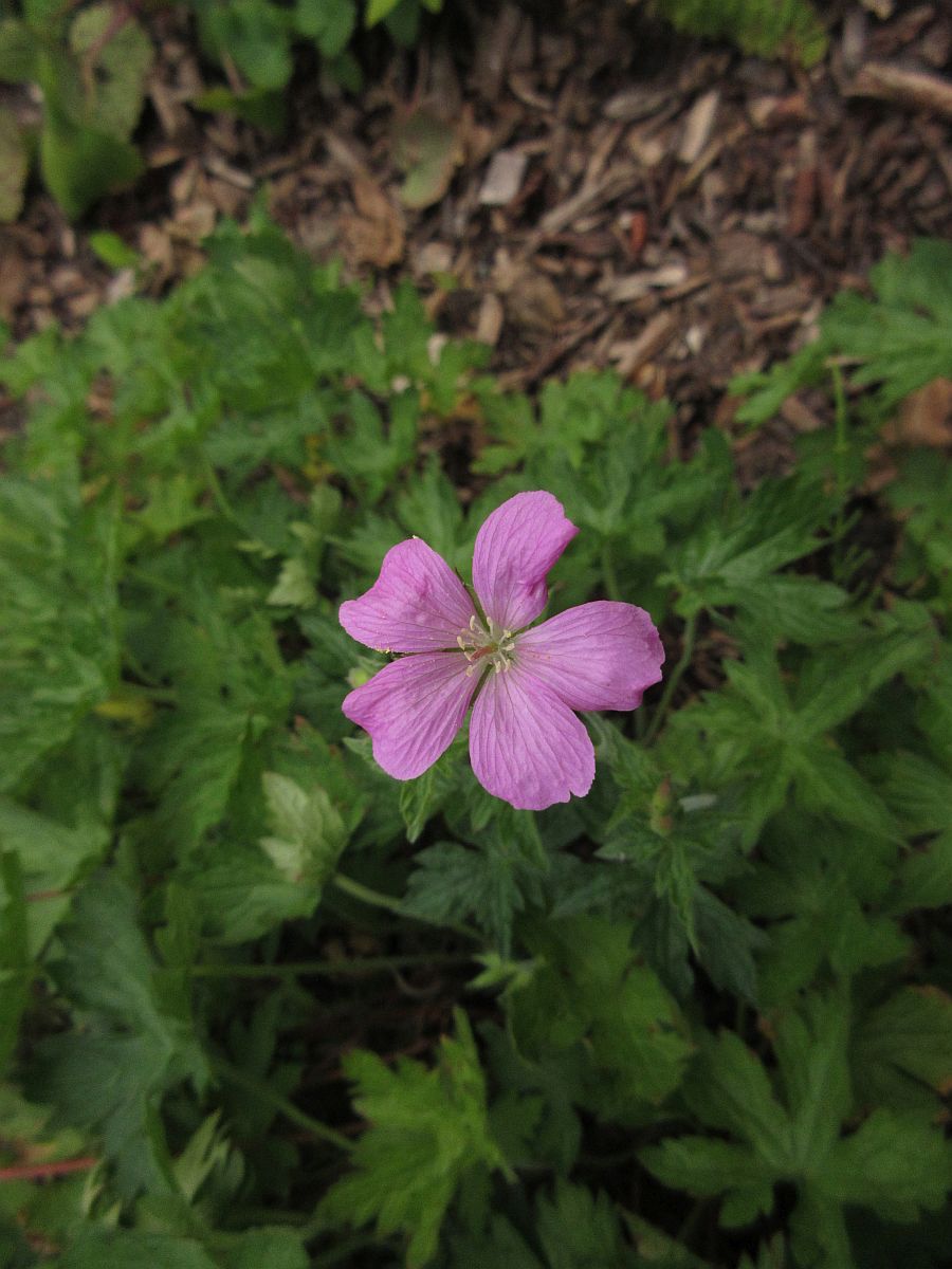 Geranium endressii (door Hanneke Waller)