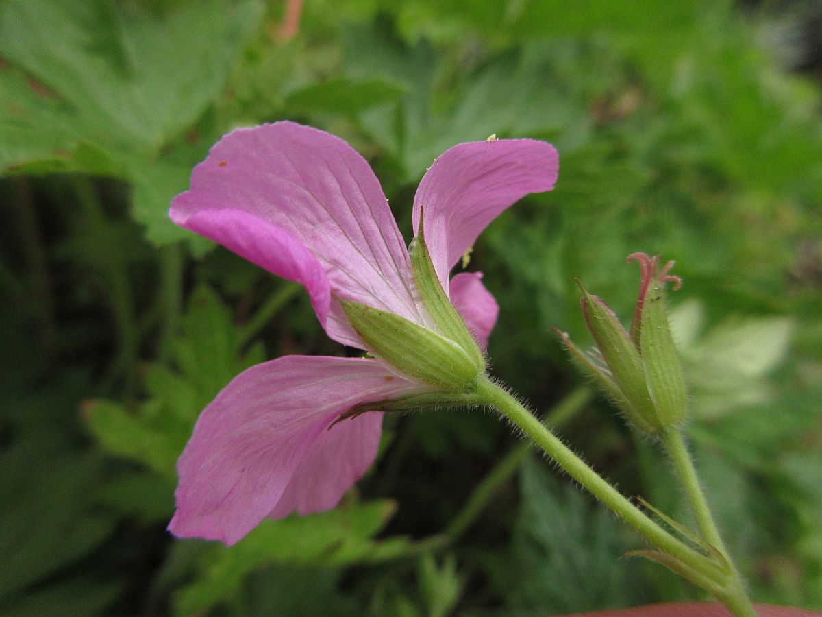 Geranium endressii (door Hanneke Waller)