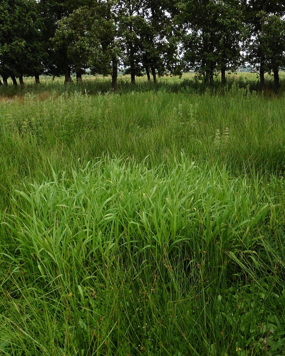 Phalaris arundinacea (door Hanneke Waller)