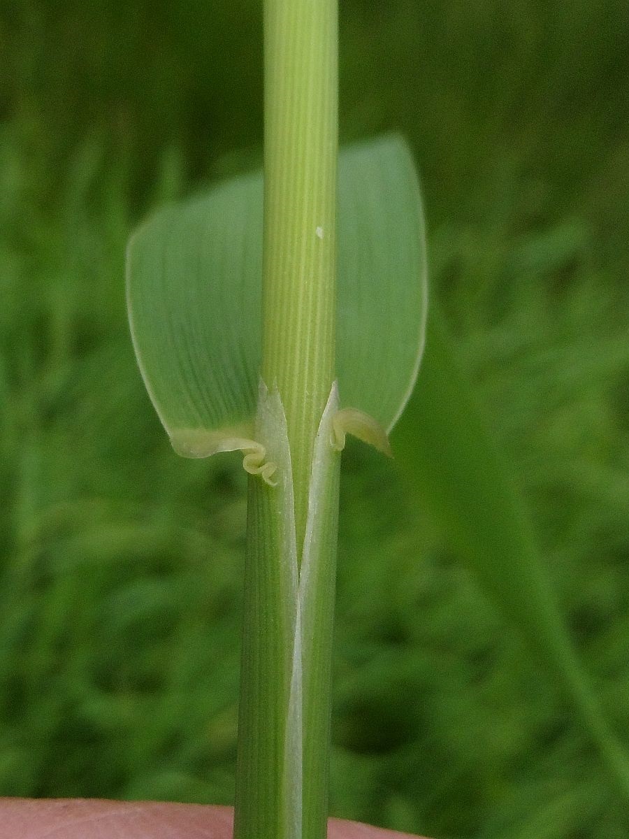 Phalaris arundinacea (door Hanneke Waller)
