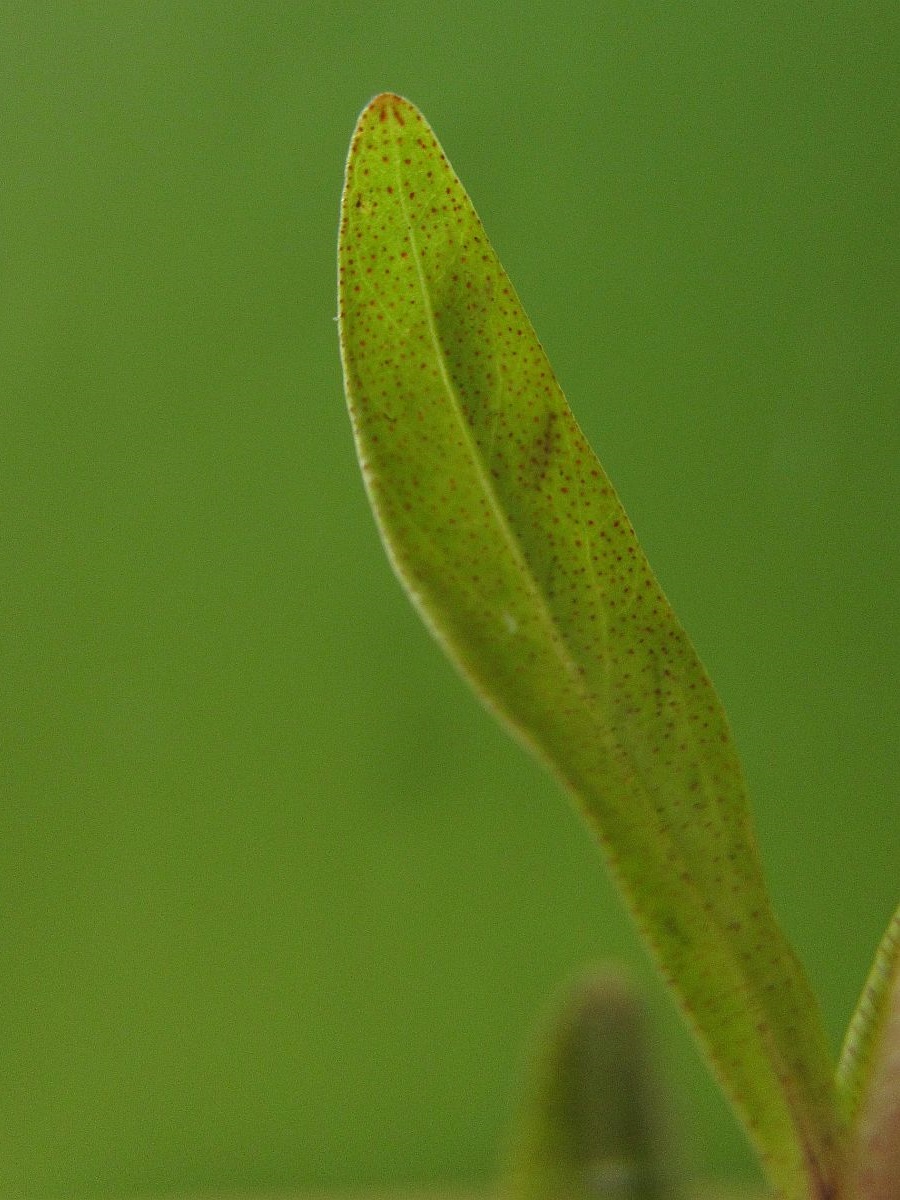 Lysimachia thyrsiflora (door Hanneke Waller)