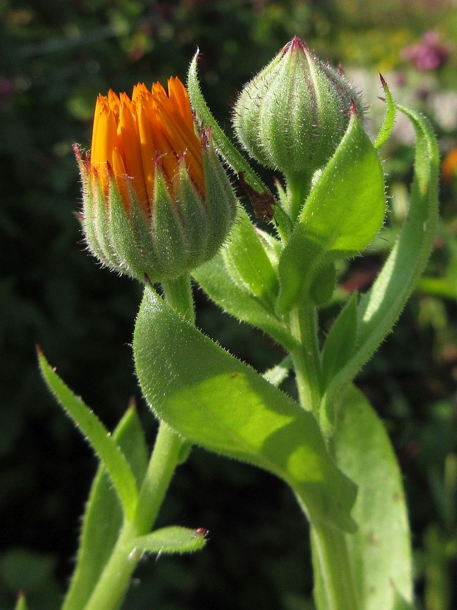 Calendula officinalis (door Hanneke Waller)