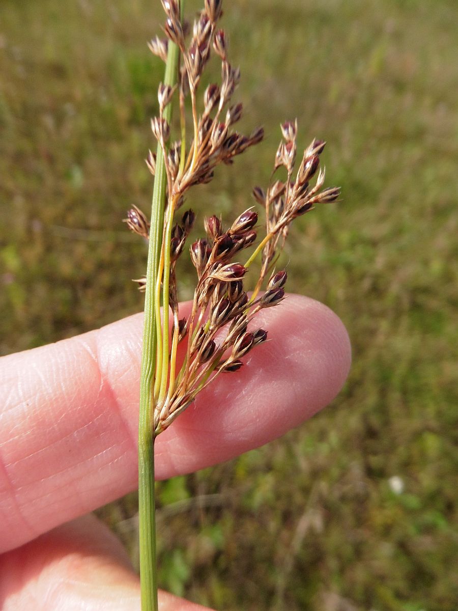 Juncus inflexus (door Hanneke Waller)