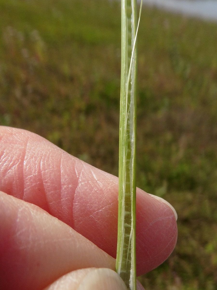 Juncus inflexus (door Hanneke Waller)