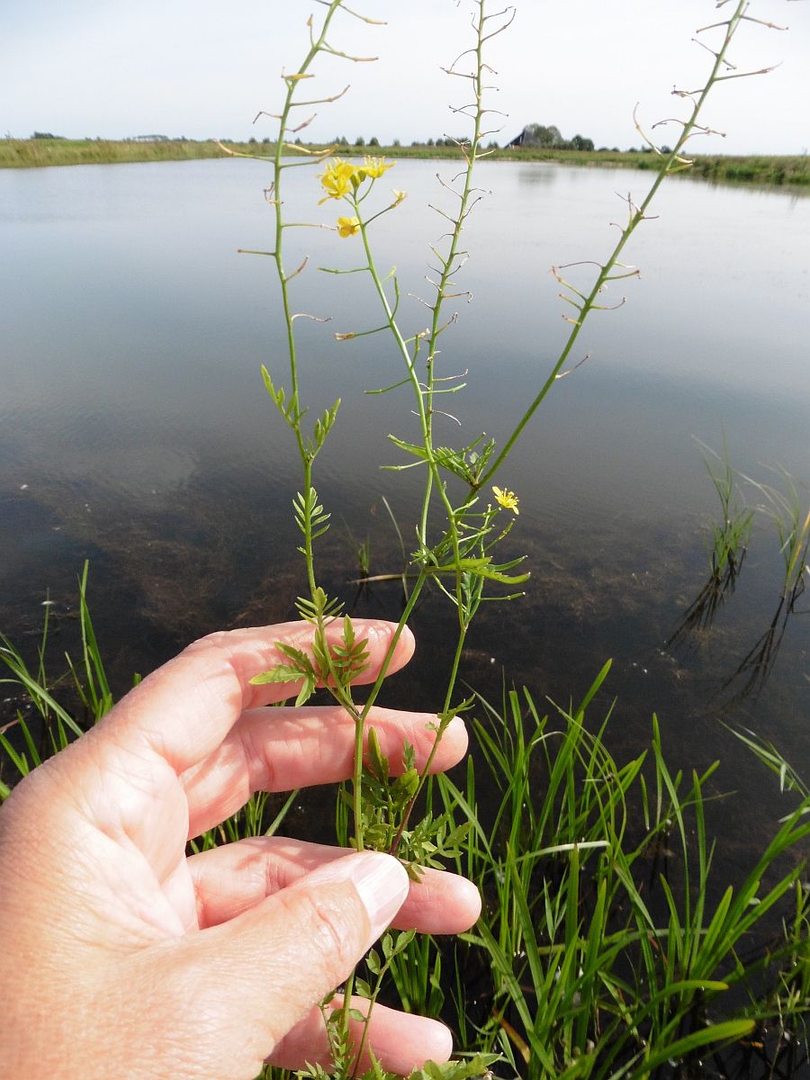 Rorippa sylvestris (door Hanneke Waller)