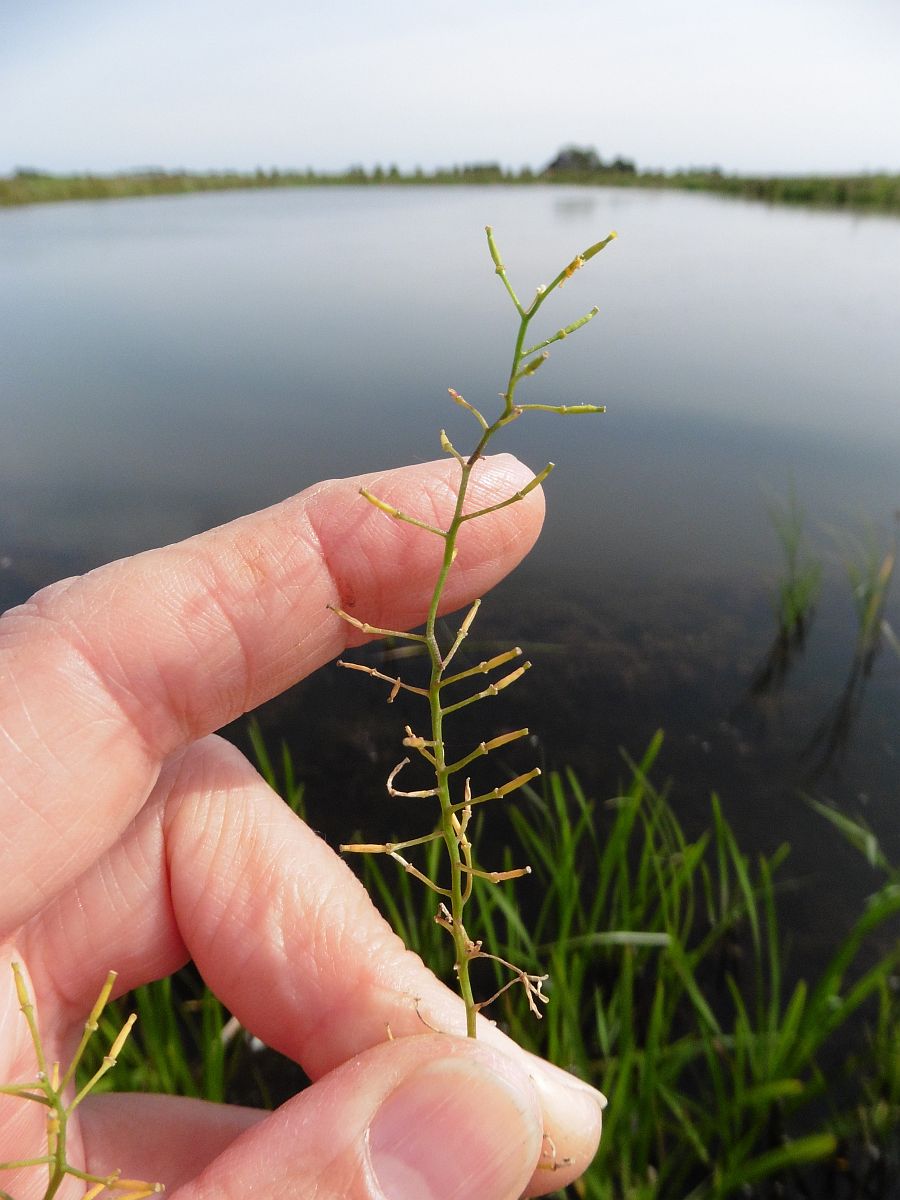 Rorippa sylvestris (door Hanneke Waller)