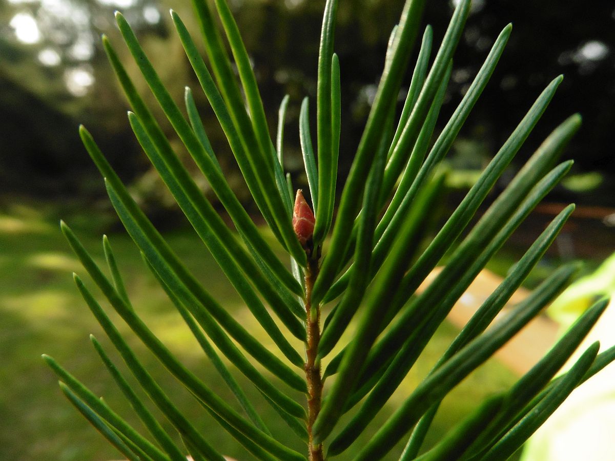 Pseudotsuga menziesii (door Hanneke Waller)