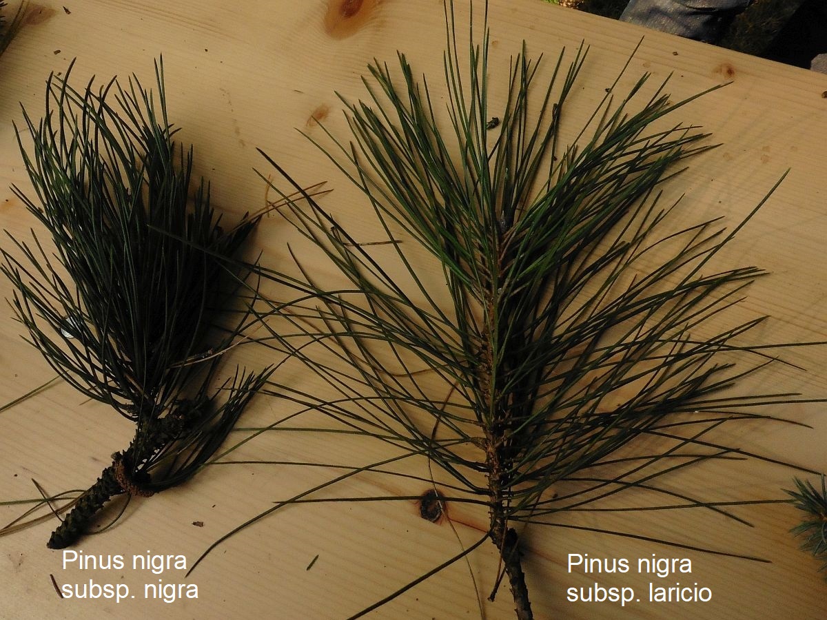 Pinus nigra subsp. laricio (door Hanneke Waller)