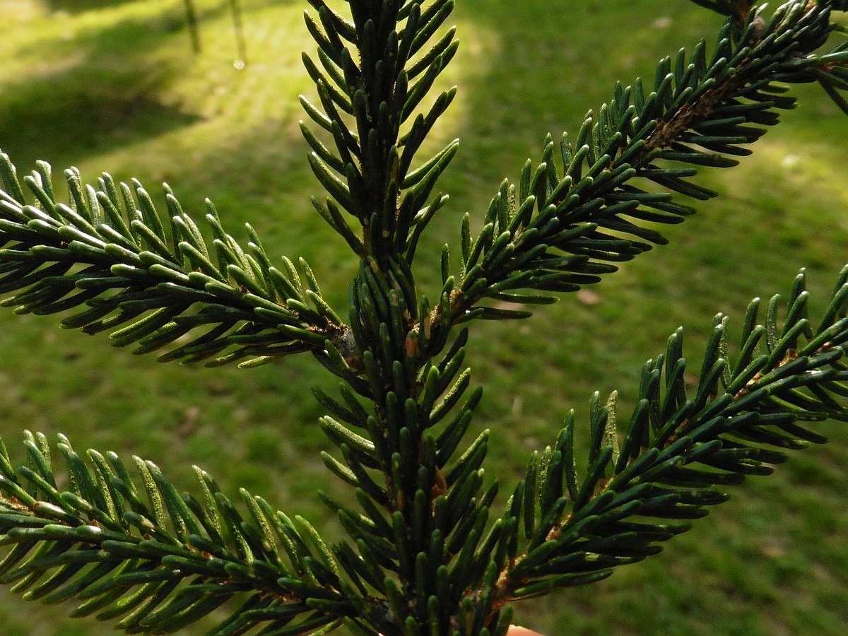 Picea orientalis (door Hanneke Waller)