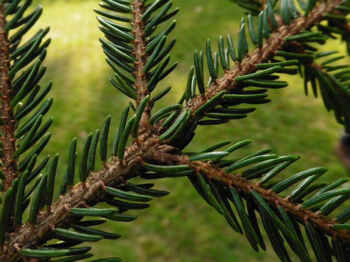 Picea orientalis (door Hanneke Waller)