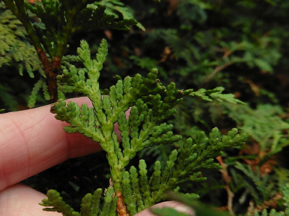 Thuja occidentalis (door Hanneke Waller)