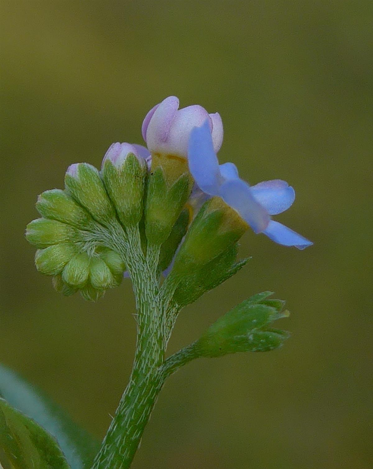 Myosotis scorpioides subsp. scorpioides (door Hanneke Waller)