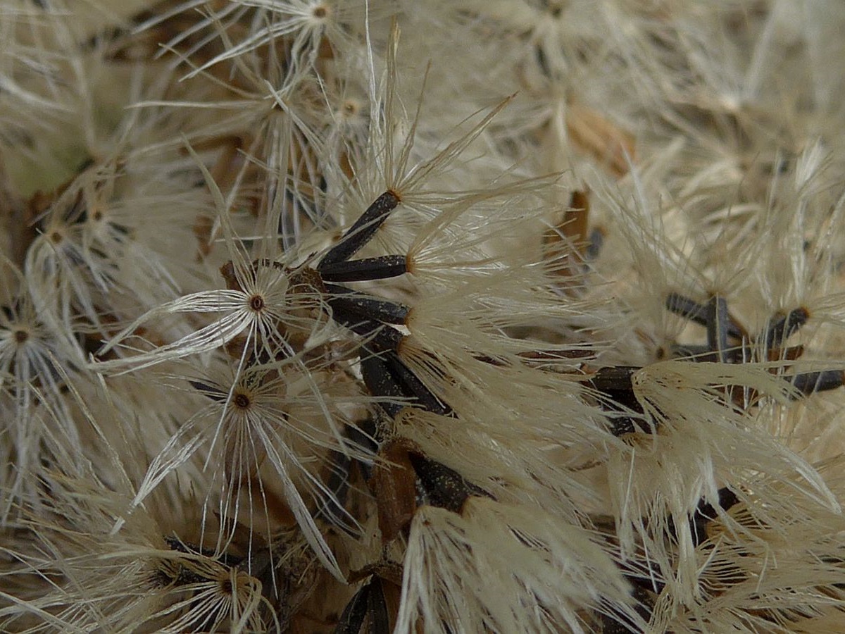 Eupatorium cannabinum (door Hanneke Waller)