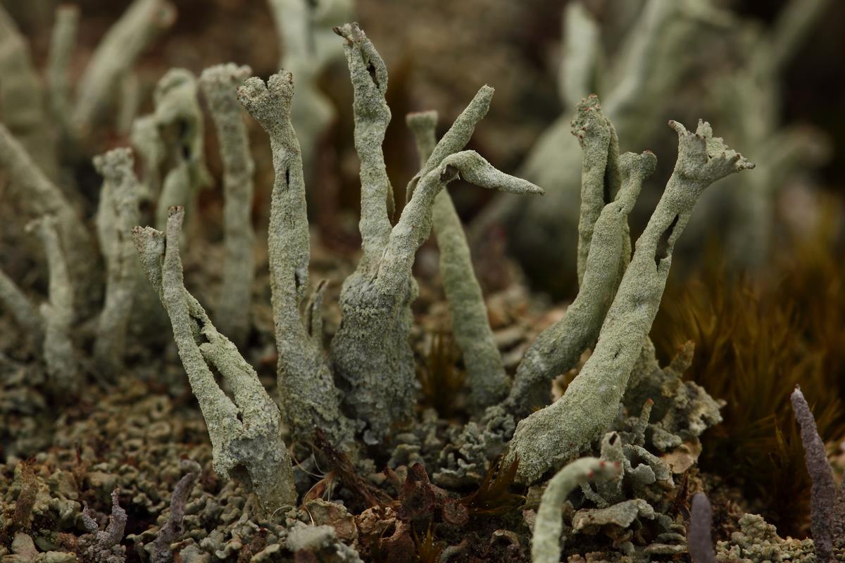 Cladonia sulphurina (door Klaas van der Veen)