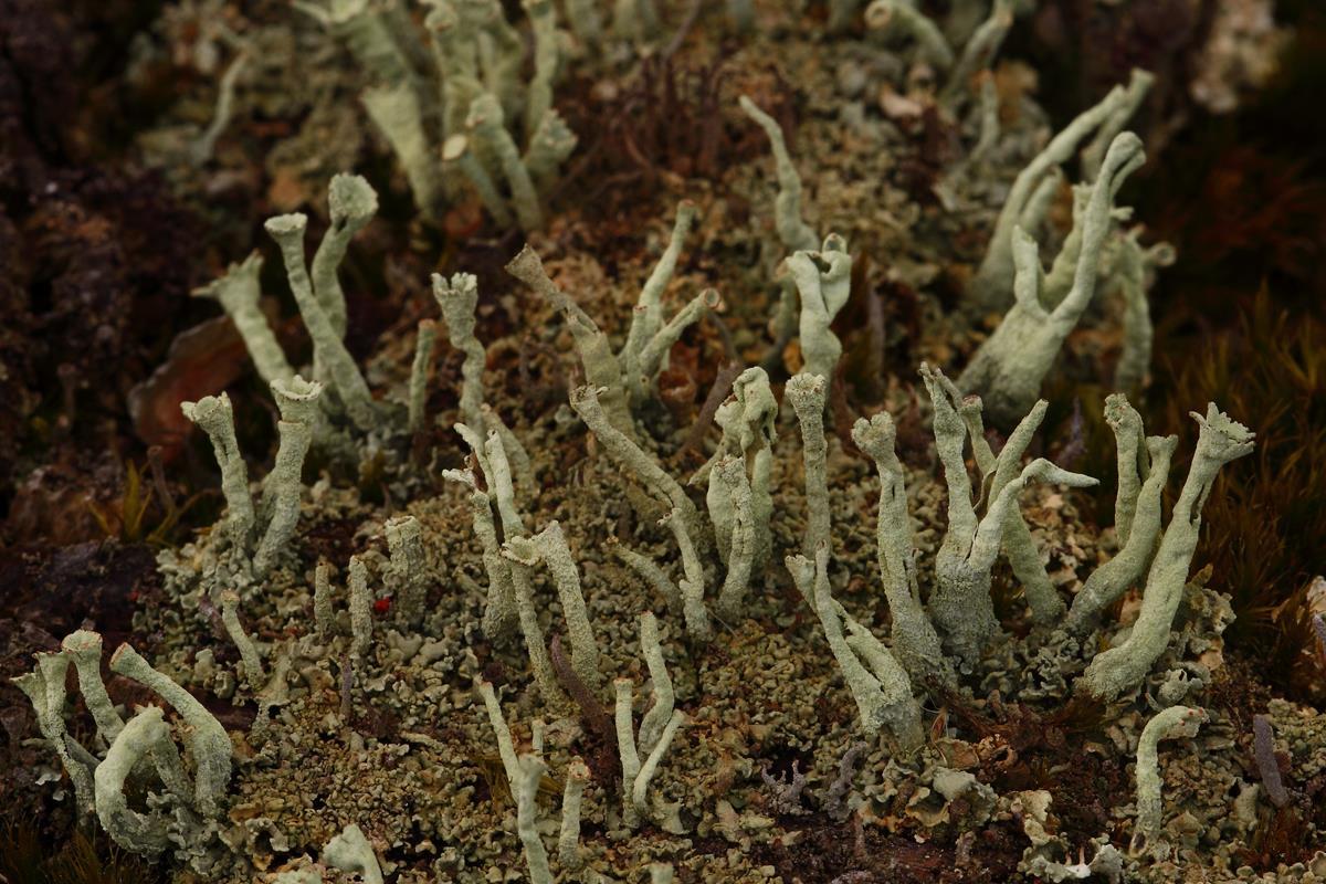 Cladonia sulphurina (door Klaas van der Veen)