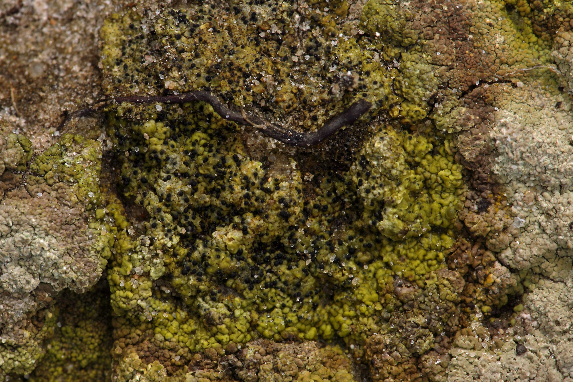 Arthrorhaphis grisea (door Klaas van der Veen)