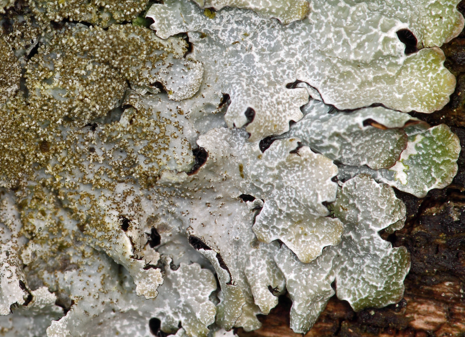 Parmelia saxatilis s.s. (door Klaas van der Veen)