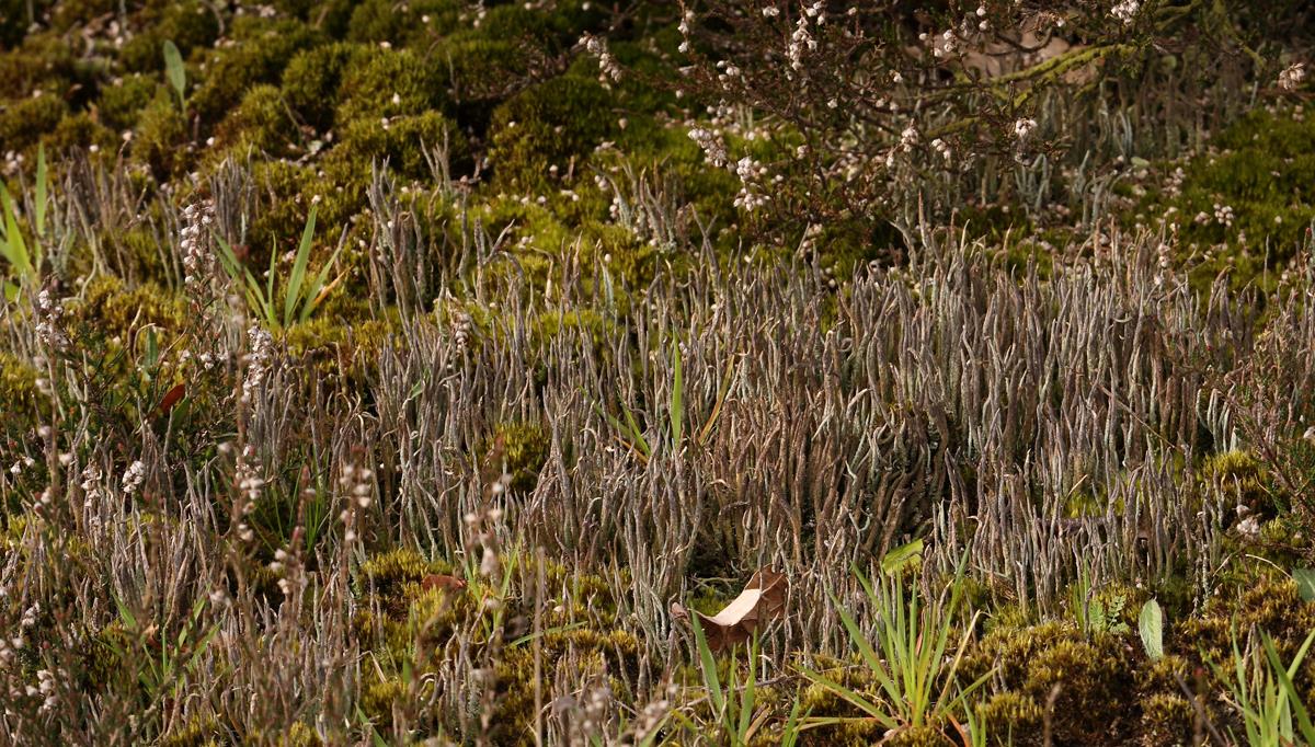 Cladonia cornuta (door Klaas van der Veen)