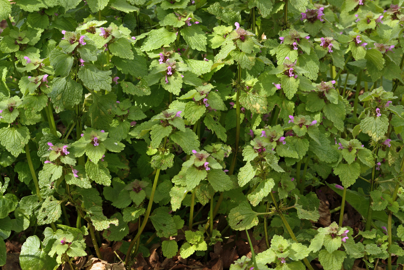 Lamium purpureum (door Klaas van der Veen)