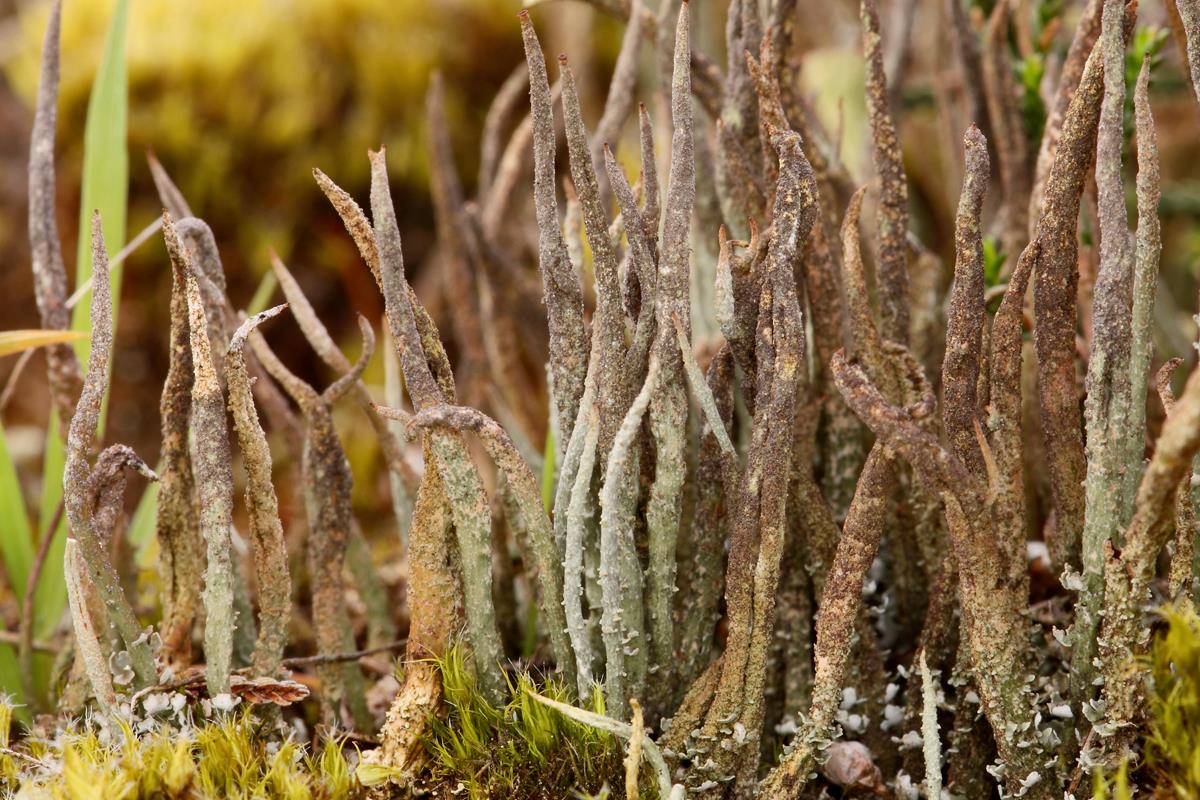 Cladonia cornuta (door Klaas van der Veen)