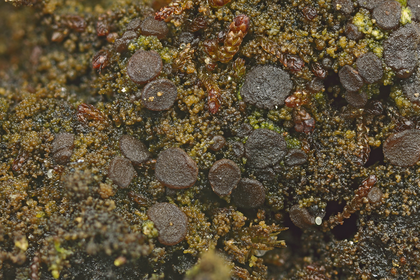 Placynthiella icmalea (door Klaas van der Veen)