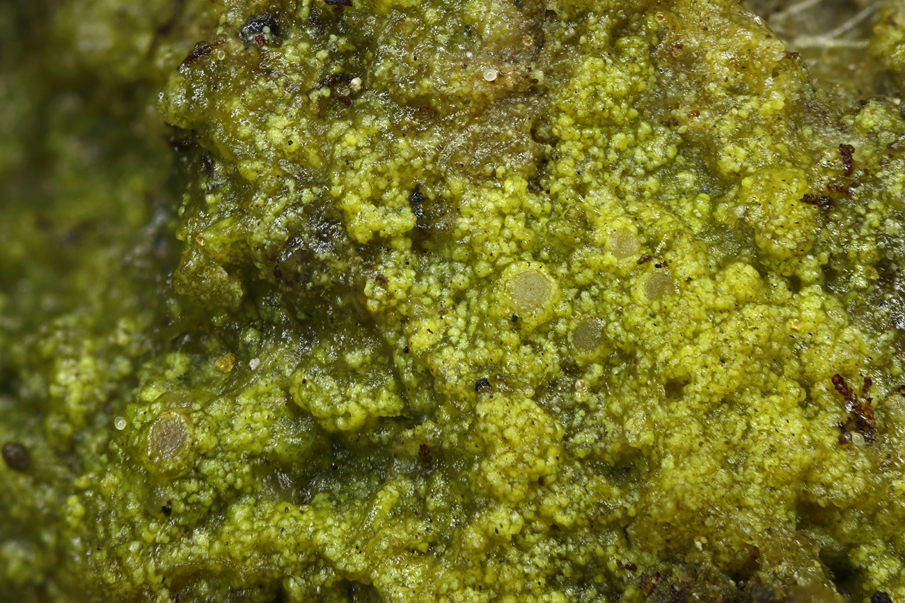 Absconditella trivialis (door Klaas van der Veen)