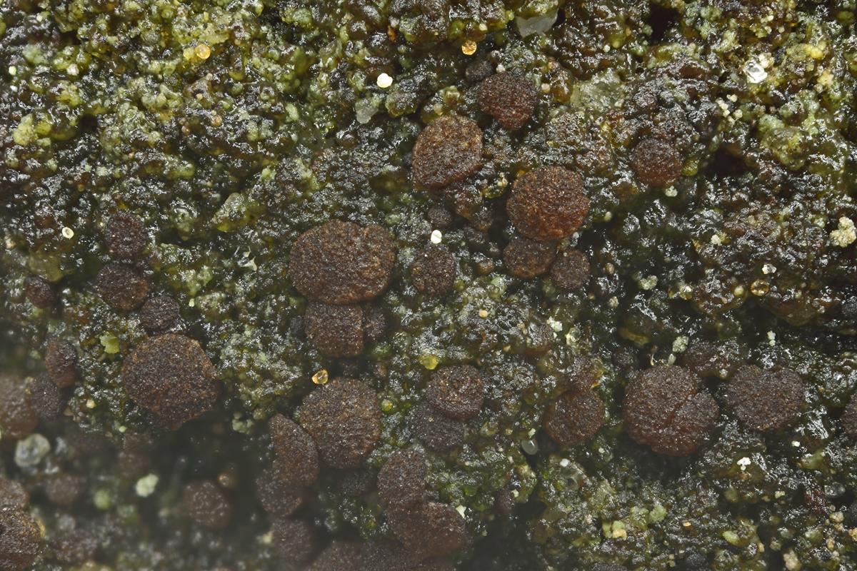 Placynthiella uliginosa (door Klaas van der Veen)