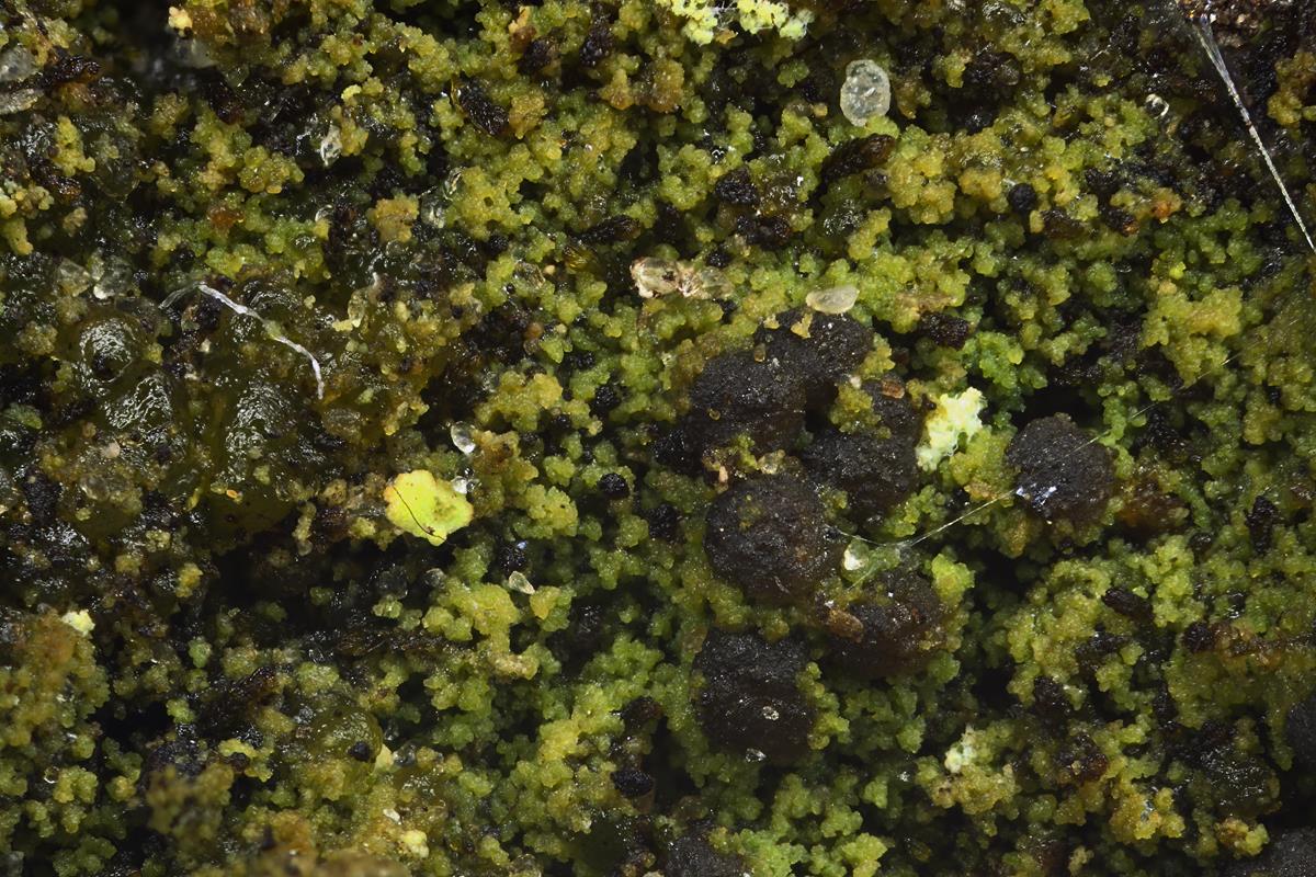 Micarea micrococca (door Klaas van der Veen)
