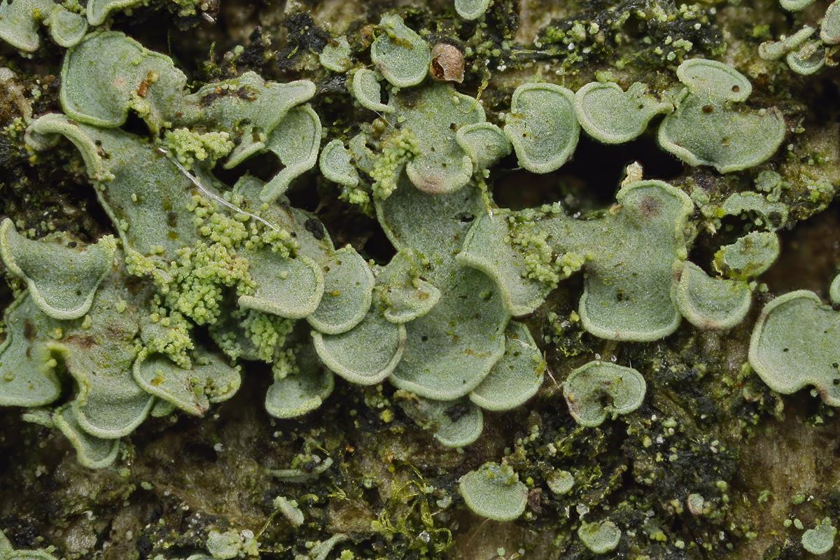 Normandina pulchella (door Klaas van der Veen)