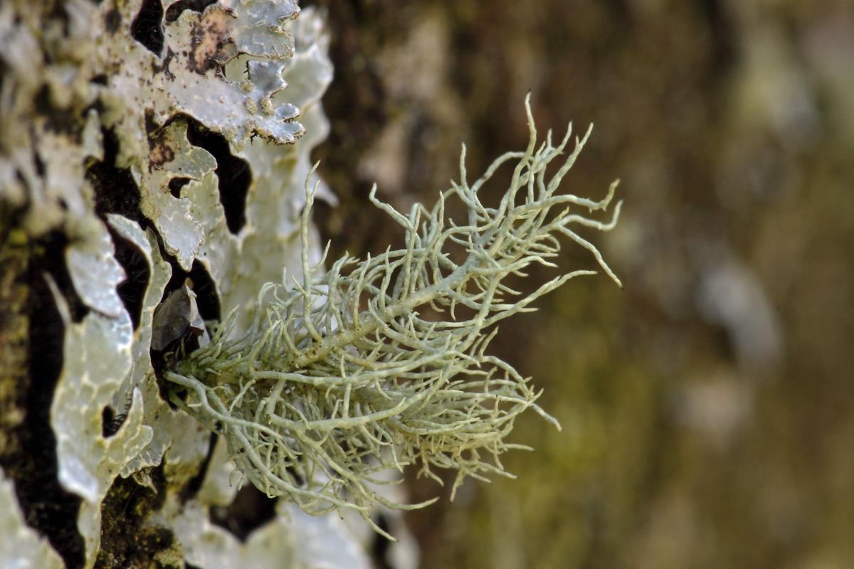 Usnea hirta (door Klaas van der Veen)