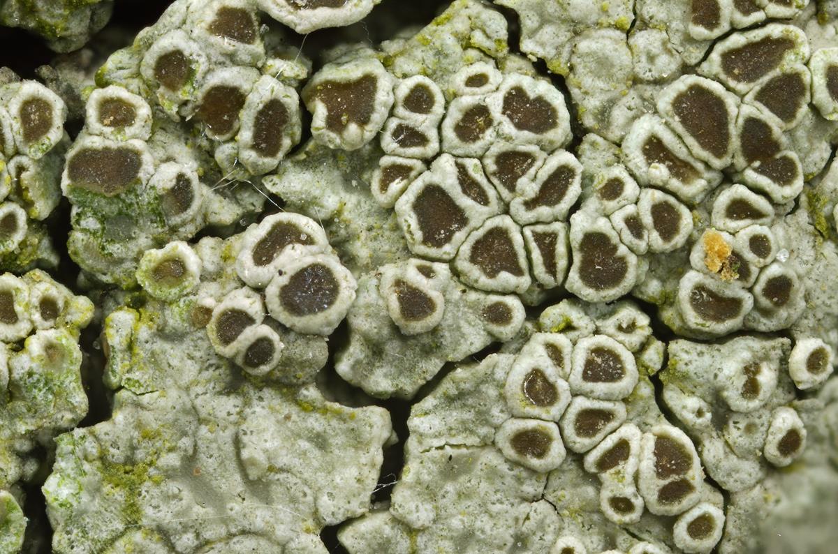 Lecanora chlarotera (door Klaas van der Veen)