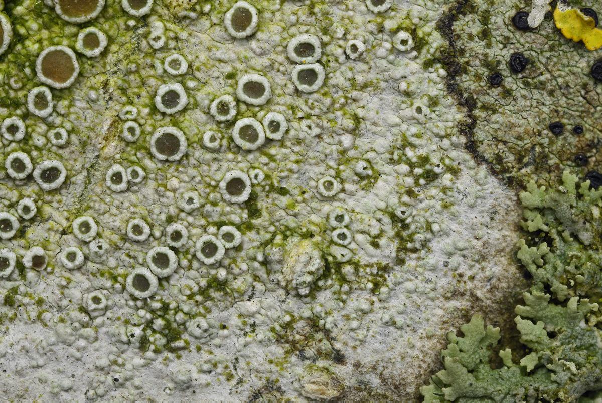 Lecanora chlarotera (door Klaas van der Veen)