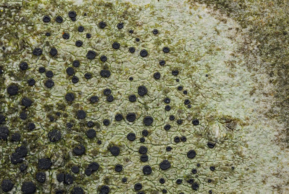 Lecidella elaeochroma (door Klaas van der Veen)