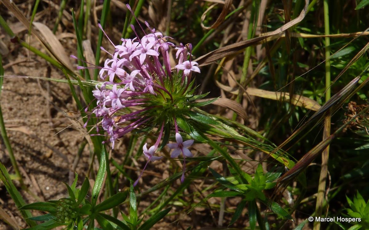 Phuopsis stylosa (door Marcel Hospers)