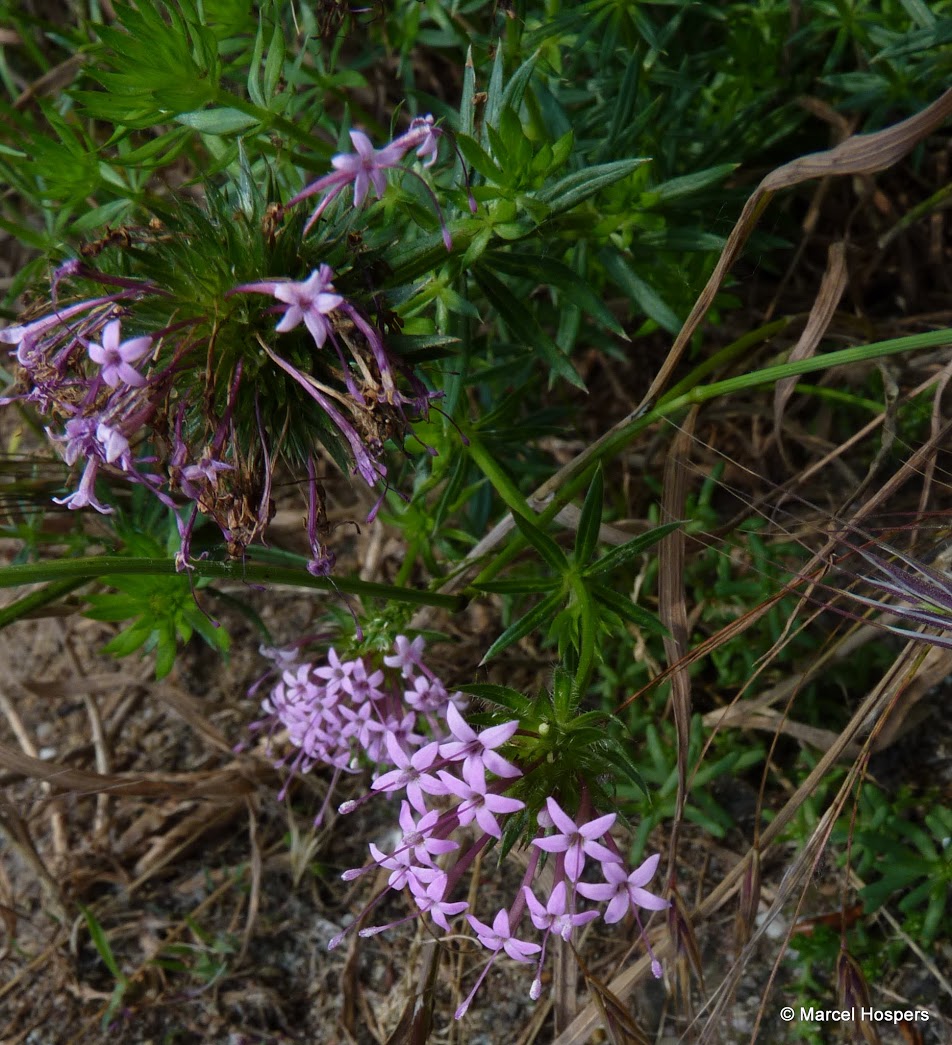 Phuopsis stylosa (door Marcel Hospers)