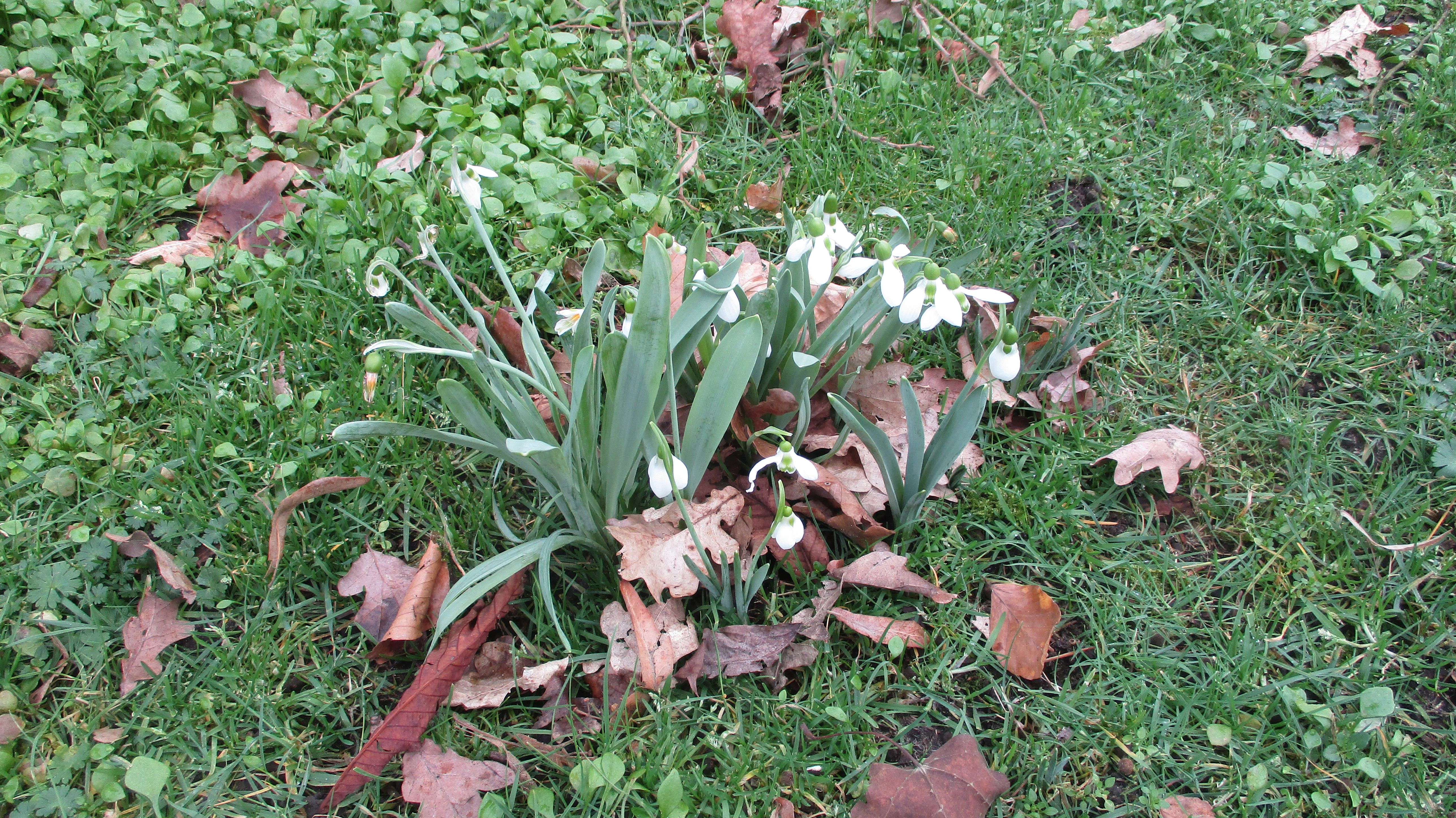 Galanthus elwesii (door Toon Verrijdt)