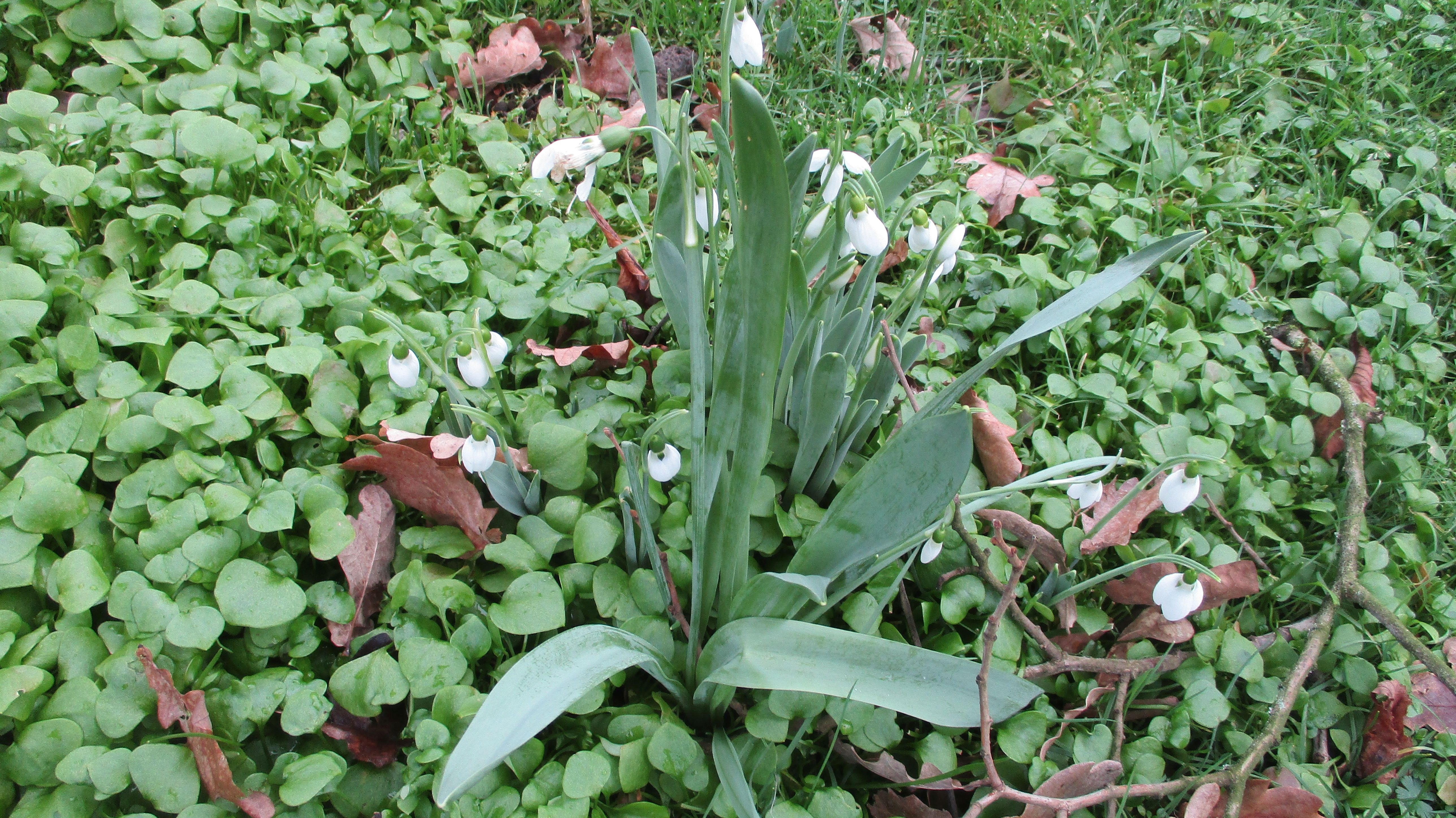 Galanthus elwesii (door Toon Verrijdt)