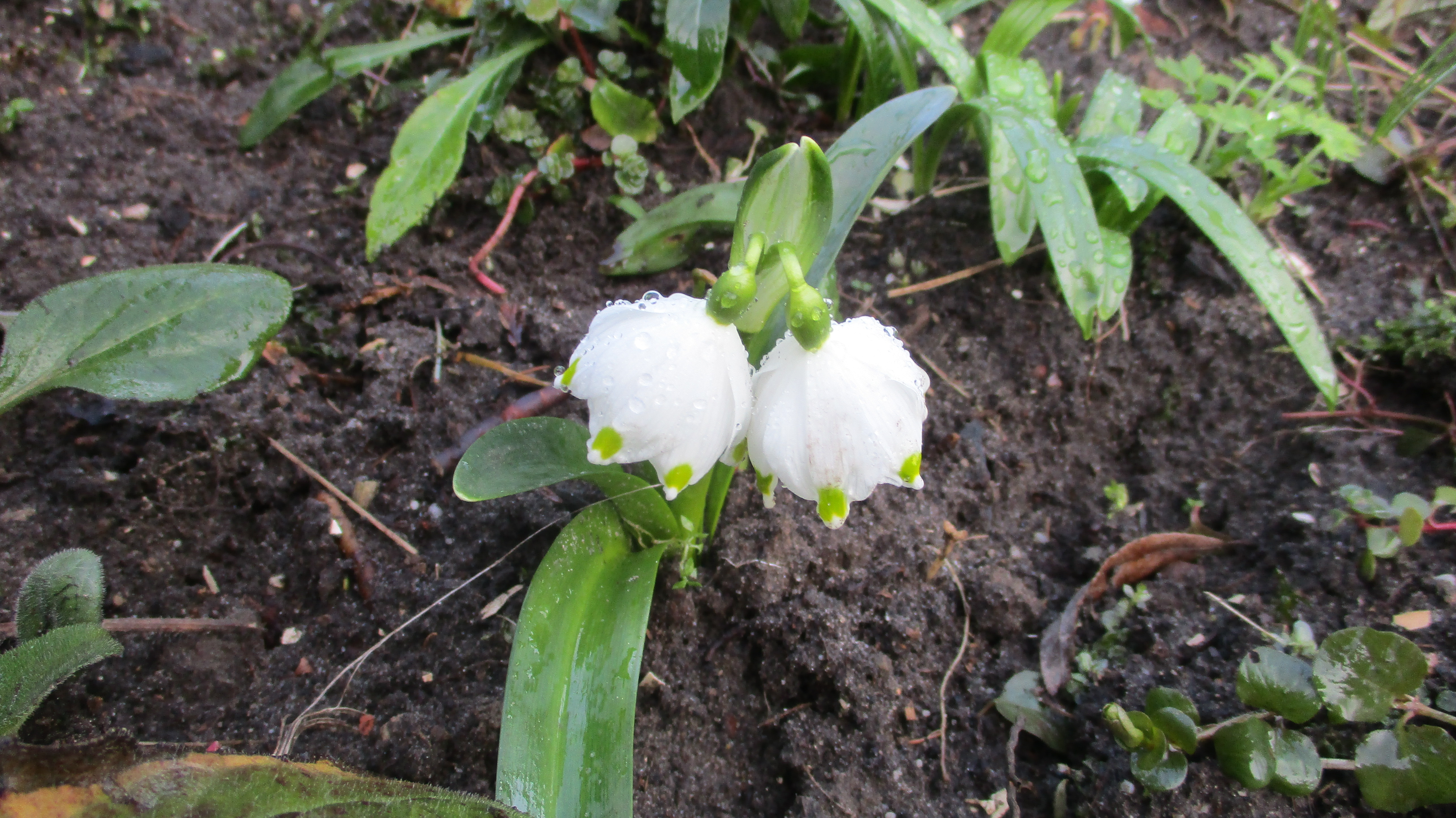 Leucojum vernum (door Toon Verrijdt)