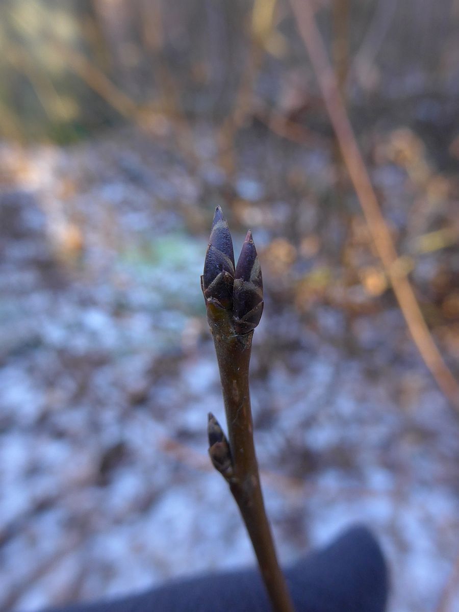 Prunus padus (door Hanneke Waller)