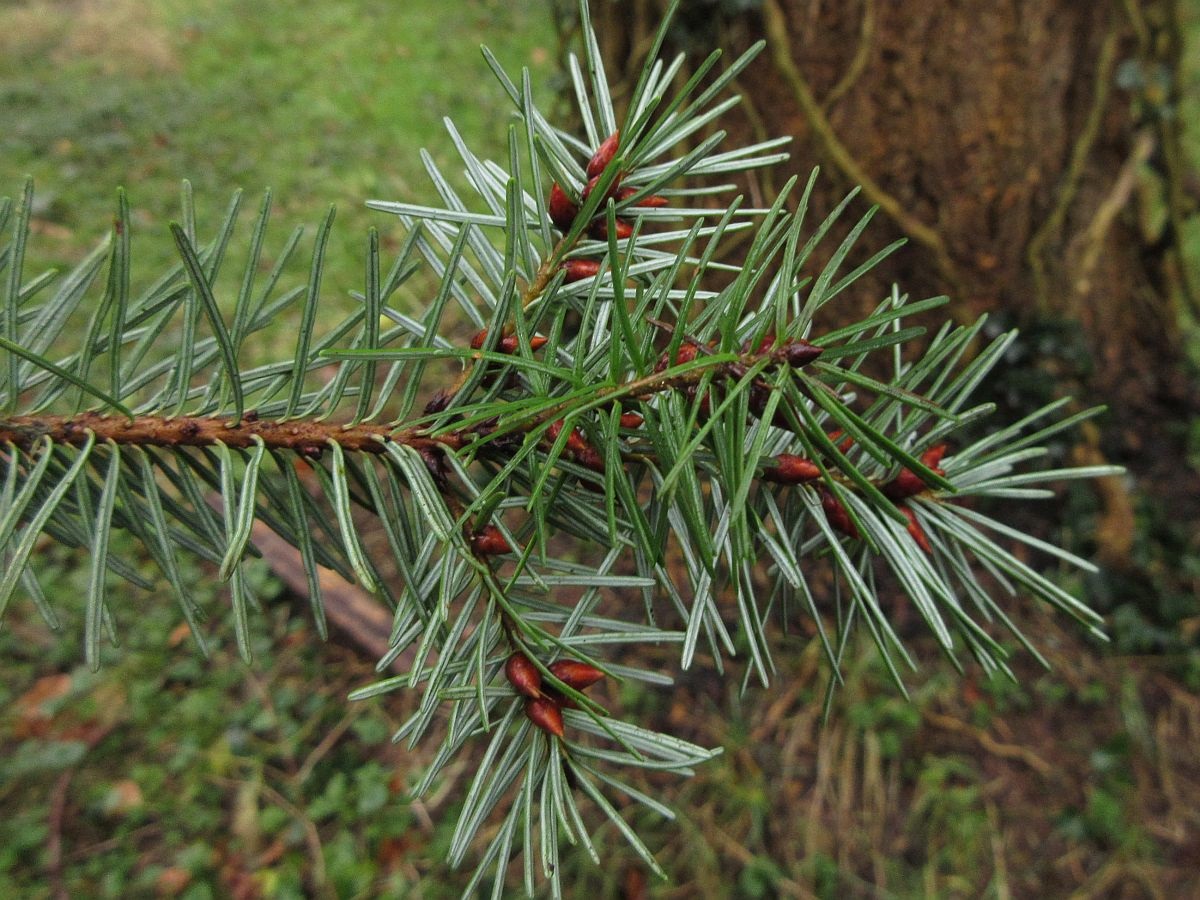 Pseudotsuga menziesii (door Hanneke Waller)