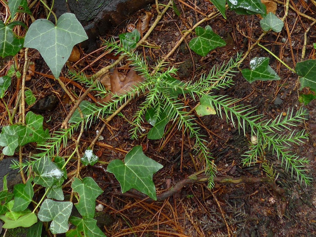 Cryptomeria japonica (door Hanneke Waller)