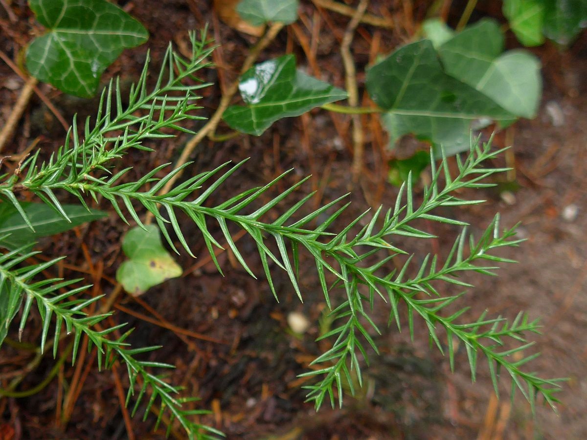 Cryptomeria japonica (door Hanneke Waller)