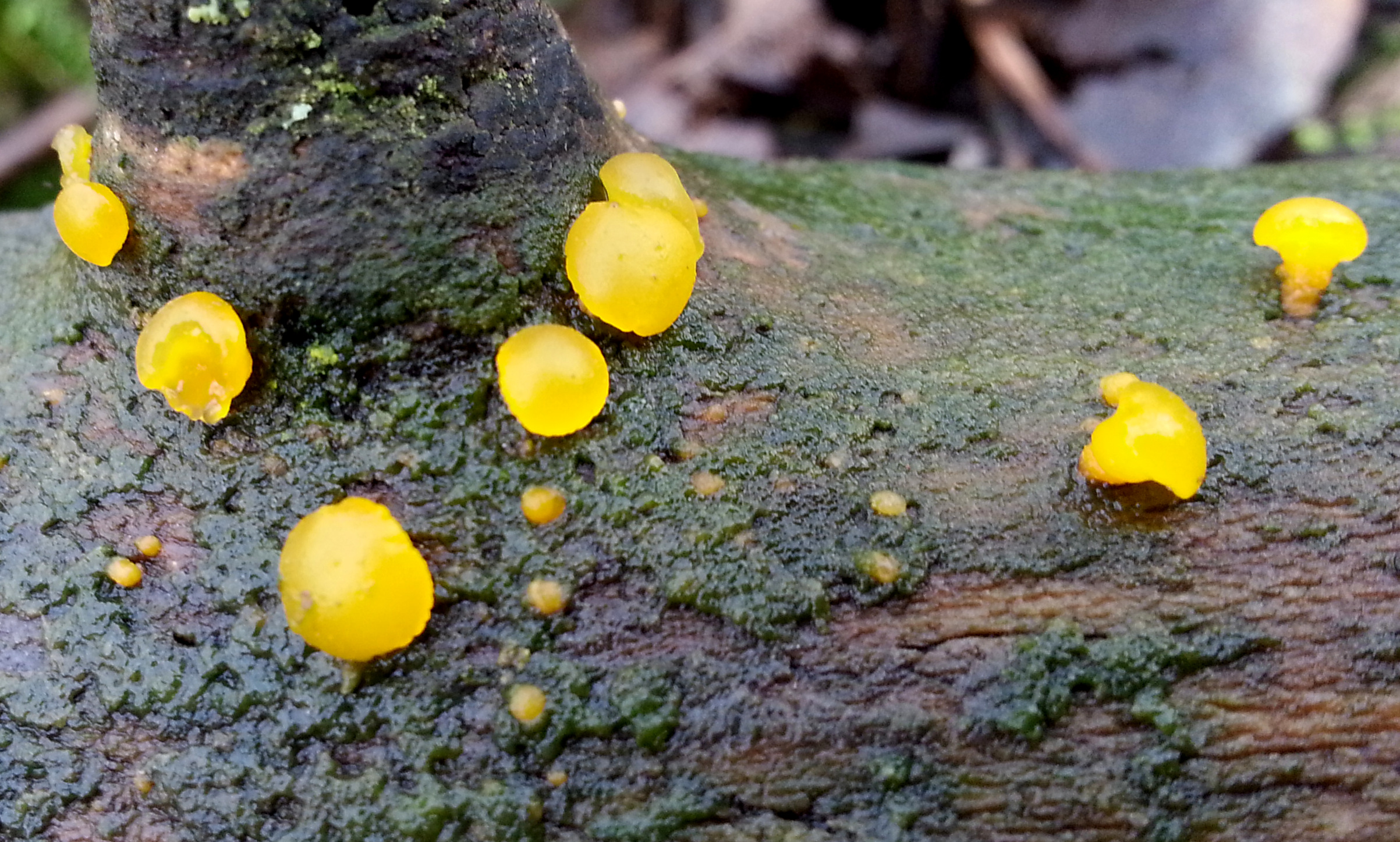 Dacrymyces capitatus (door Paul Dirksen)